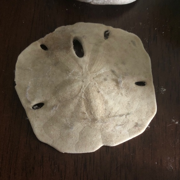 💜 Assorted Seashell Collection - Picture 5 of 15